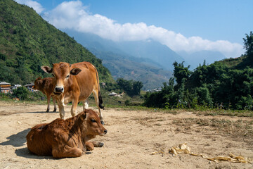 cows in the mountains of Vietnam