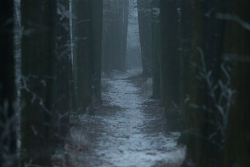 A winding path meanders through a misty forest, where fresh snow creates a breathtaking winter landscape of beauty and tranquility