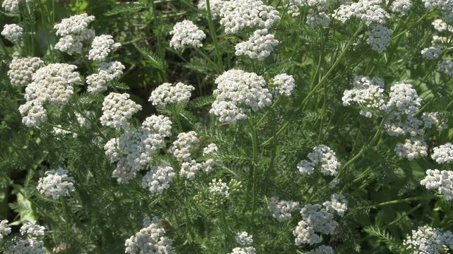 medicinal yarrow herb blossoming on field with working bumblebee at sunny day