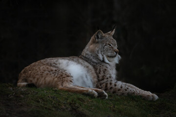 Naklejka premium A lying adult lynx