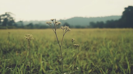 A single wildflower stands tall in a vast, tranquil paddy field, with distant, hazy hills forming a serene backdrop.