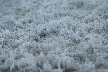 The ground is entirely covered with frost, beautifully showcasing intricate textures and various outdoor elements of the winter season