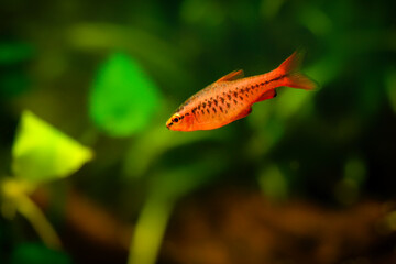 Obraz premium The cherry barb or also called puntius titteya red blood, black tropical underwater, freshwater sri lanka fish closeup in nature fishtank aquarium