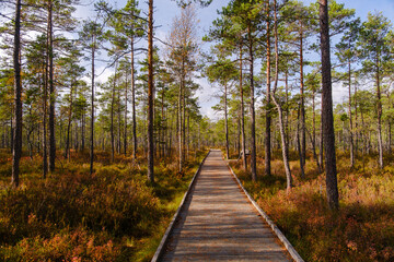 Dumme Mosse Natural Park Sweden