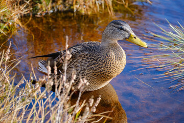 Mottled Duck in a pond in autumn