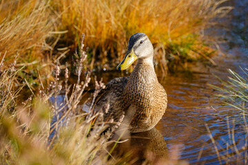 Mottled Duck in a pond in autumn
