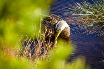 Mottled Duck in a pond in autumn