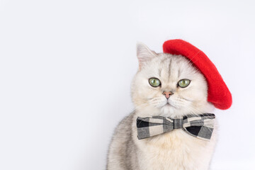 Charming cat in red beret and plaid bow tie against plain background © Natasha 