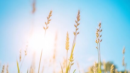 Fototapeta premium Sunny meadow grasses backlit, vibrant sky, summer