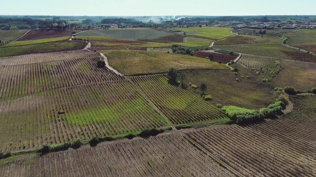Vista a&eacute;rea de vinhedos na regi&atilde;o vitivin&iacute;cola da Bairrada no distrito de Aveiro 
