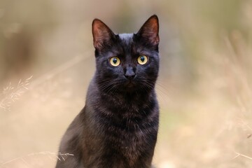 Fototapeta premium Cute black cat in the forest