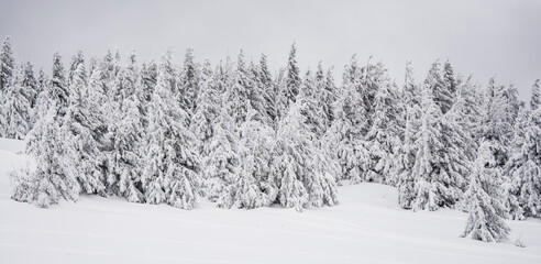 Fototapeta premium Panorama of the foggy winter landscape in the mountain
