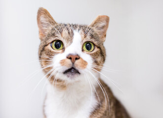 A tabby shorthair cat with its ear tipped © Mary Swift