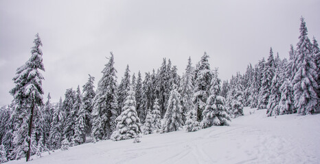 Panorama of the foggy winter landscape in the mountain