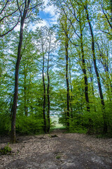 Panorama of green forest landscape in spring time and green moss  sun light shining through the woods