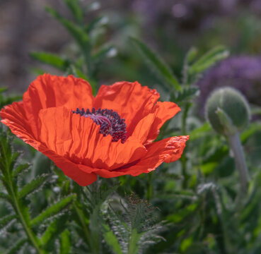 Red Oriental Poppy with Crinkly Flower Petals and Green Foliage