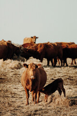 cow and calf in the farm