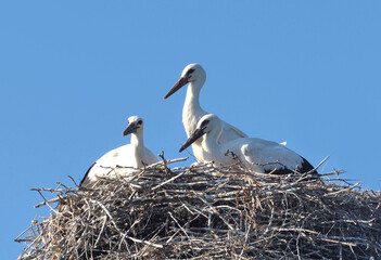 Stork chicks are waiting for adult birds to return to the nest.
