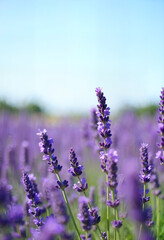 Obraz premium Lavender under a clear summer sky