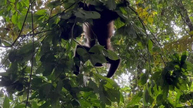 Howler Monkey in Trees in Costa Rica Raiforest