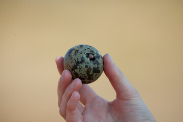 Holding a chick's beak from a gull's egg, showcasing the fragile connection between nature and life