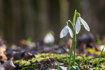 The first spring flowers of white snowdrops grow in the forest