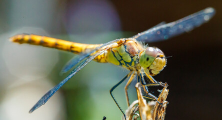 Detailed close-up of a dragonfly perched on a dried plant under natural light