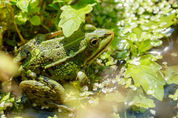 Frog resting among green plants in a tranquil pond during a sunny day in nature