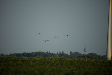 Geese flying in formation at dusk over a quiet landscape with a steeple on the horizon