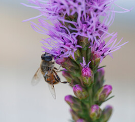 Close-up view of a bee pollinating a vibrant purple flower in a sunny outdoor setting