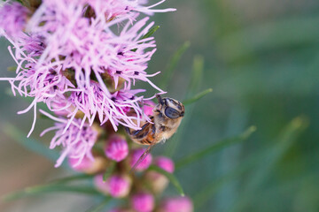 Bees gather nectar from vibrant purple flowers during a sunny afternoon in a lush garden setting