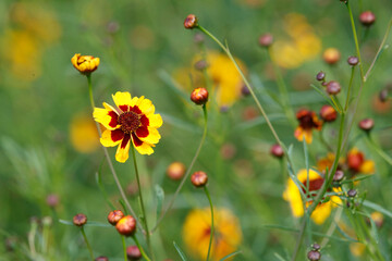 Bright yellow and red wildflowers bloom in a sunny meadow during spring, showcasing nature's vibrant colors and beauty