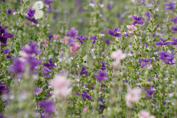 Colorful butterflies flutter through vibrant wildflower field during sunny spring afternoon in a natural garden setting