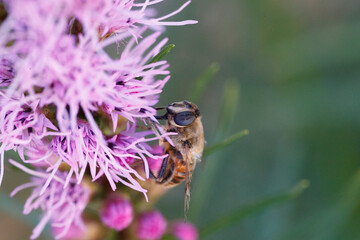 Close-up view of honey bee collecting nectar from pink wildflower during sunny day in natural habitat
