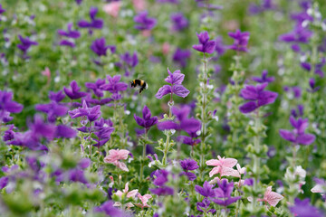 Obraz premium Colorful wildflower meadow filled with purple and pink blooms during late spring with a busy bumblebee