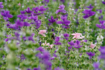 Vibrant wildflowers bloom in a lush meadow as bees gather nectar on a sunny day in springtime, creating a picturesque natural setting