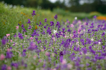 Naklejka premium Vibrant lavender and purple flowers bloom prominently in a scenic meadow during a sunny day in late spring