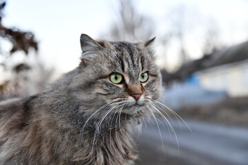 The cat looks to the side and sits on a green lawn. Portrait of a fluffy gray cat with green eyes in nature, close up. Siberian