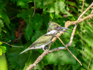 An Amazon fisherman ( Chloroceryle amazona) on a branch of the Amazon.