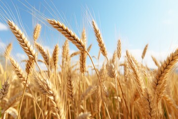 Fototapeta premium Golden wheat sways under a clear blue sky at harvest time in a rural field