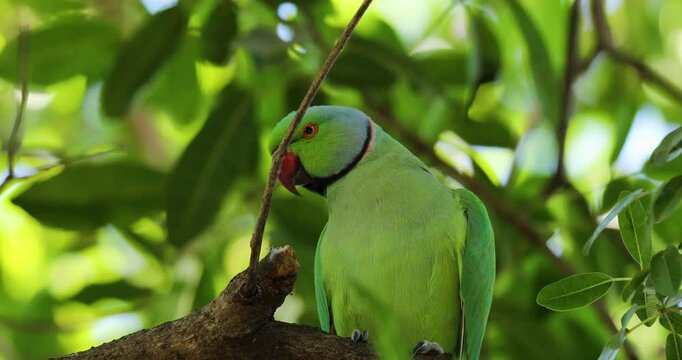 Closeup footage of a male rose-ringed parakeet perching on a tree branch in the woods during daytime