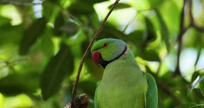 Closeup footage of a rose-ringed parakeet perching on a tree branch in the forest during daytime