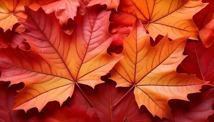 maple canadian texture