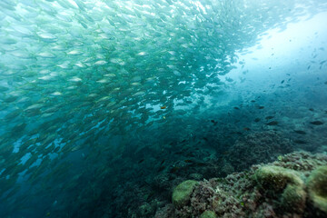 Big shoal of sargo fishes swimming over the bottom of the Atlantic Ocean