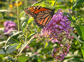 monarch butterfly,Danaus plexippus,