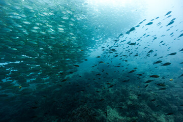 School of Sarpa salpa in the Mediterranean Sea, Salema porgy fish