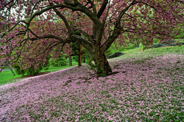 Naklejka premium Central Park in spring
