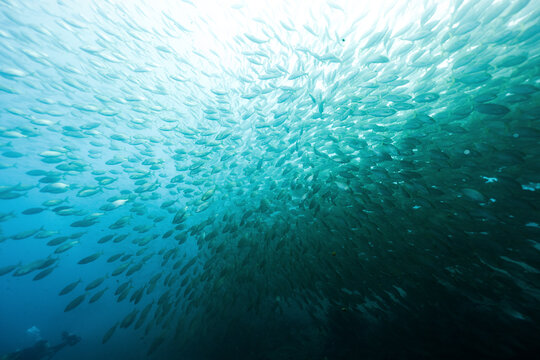 Huge school of fish salema porgy, Sarpa salpa in open ocean