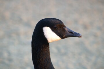 closeup of goose head with eye and beak