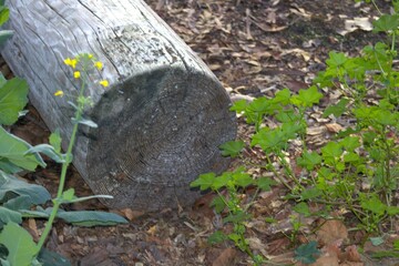 wood log near forest underbrush
